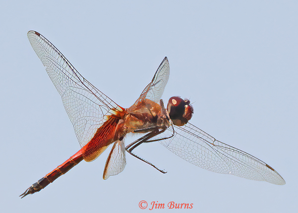 Striped Saddlebags male in flight, Maricopa Co., AZ, September 2021--3030