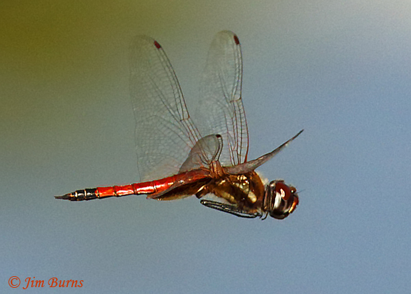 Striped Saddlebags male in flight, Maricopa Co., AZ, October 2018--9074