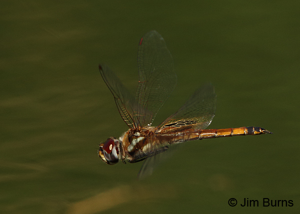 Striped Saddlebags female in flight, Maricopa Co., AZ, September 2014