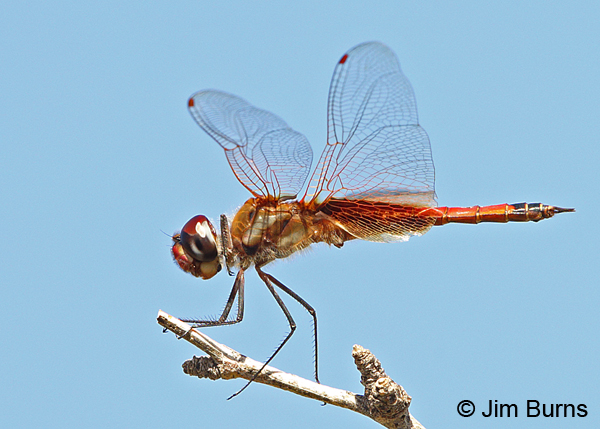 Striped Saddlebags male, Maricopa Co., AZ, September 2014