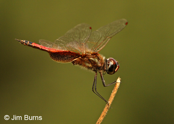 Striped Saddlebags male, Cameron Co., TX, Novermber 2011