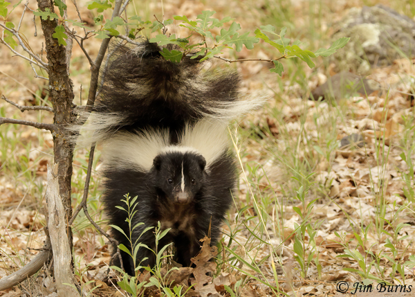 Sriped Skunk, Arizona form, defense posture--1046