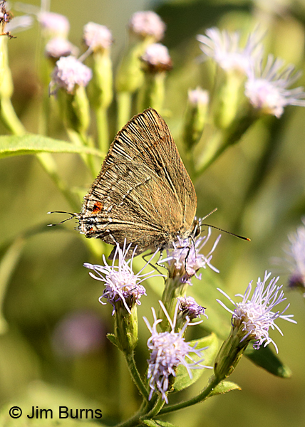 Strophius Hairstreak on Crucita, Texas