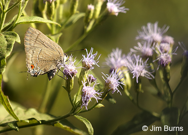 Strophius Hairstreak on Crucita #2, Texas