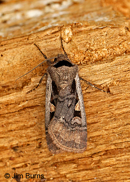 Subgothic Dart Moth camouflage on lichen, Arizona
