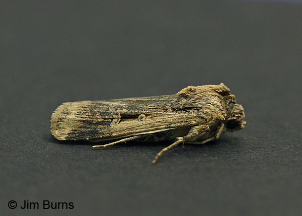 Subterranean Dart Moth, Arizona
