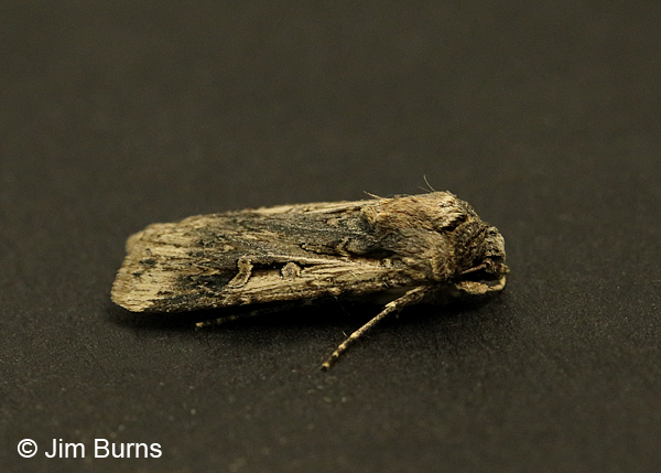 Subterranean Dart Moth #3, Arizona