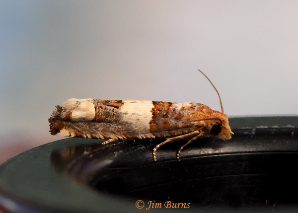 Suleima baracana, Arizona--5903