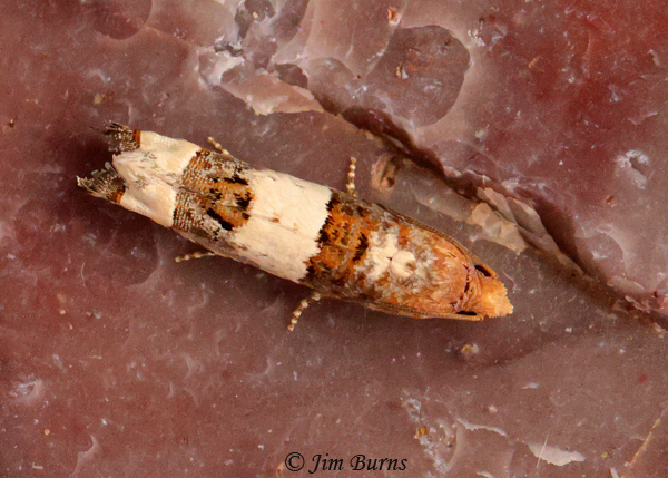 Suleima baracana dorsal view, Arizona--5906