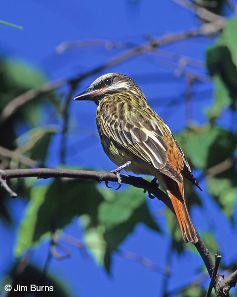 Sulphur-bellied Flycatcher dorsal