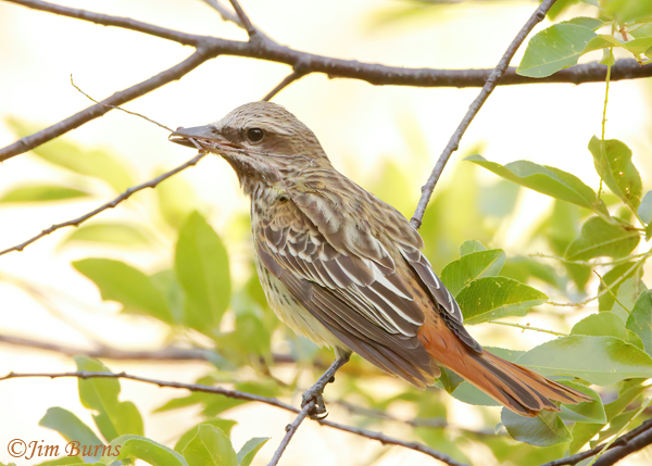 Sulphur-bellied Flycatcher with nesting material #2--2903