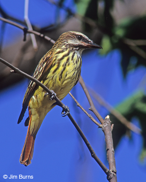 Sulphur-bellied Flycatcher ventral