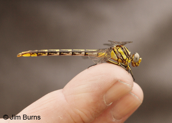 Sulphur-tipped Clubtail female, Eric Isley's little buddy, Travis Co., TX, May 2013