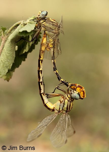 Sulphur-tipped Clubtail pair in wheel, Hidalgo Co., TX, May 2012