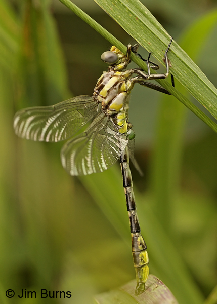 Sulphur-tipped Clubtail teneral male, Travis Co., TX, May 2013