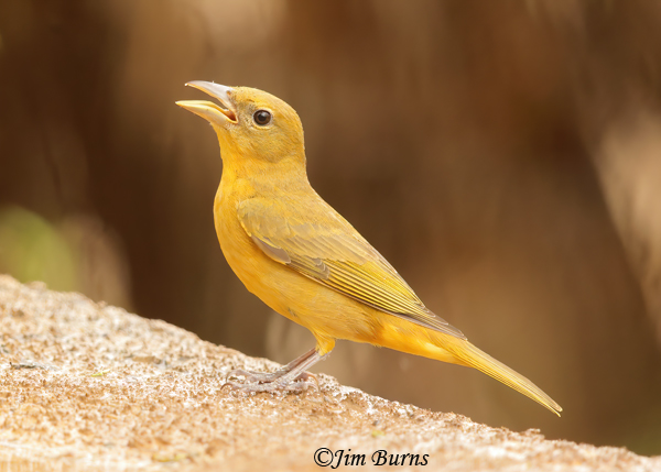 Summer Tanager female calling--0906