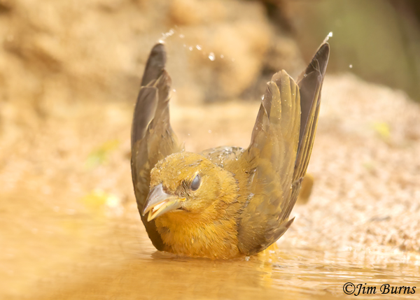 Summer Tanager female bathing--0926