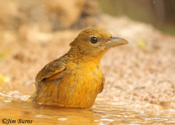 Summer Tanager female bathing--0931