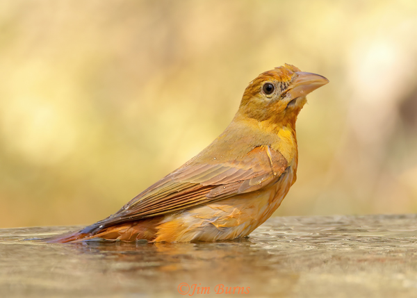 Summer Tanager female, reddish variant--1528