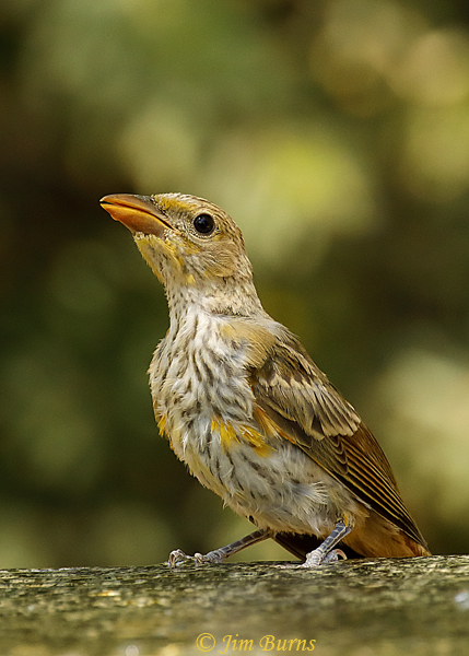 Summer Tanager juvenile--4122
