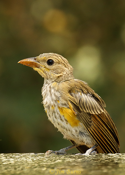 This fledgling Summer Tanager drinks and bathes at the infinity pool near the Smith Interpretive Center.