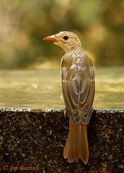Summer Tanager juvenile--4314
