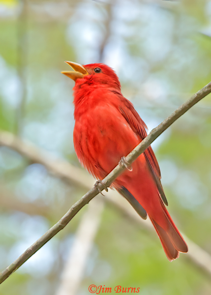 Summer Tanager male singing--7471
