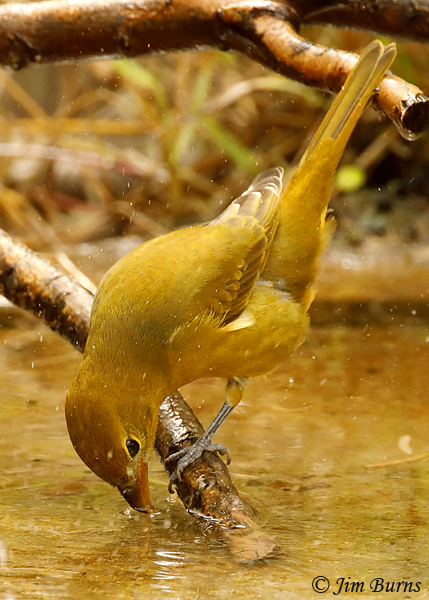 Summer Tanager immature male drinking at waterhole--9371