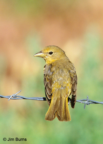 Summer Tanager female dorsal