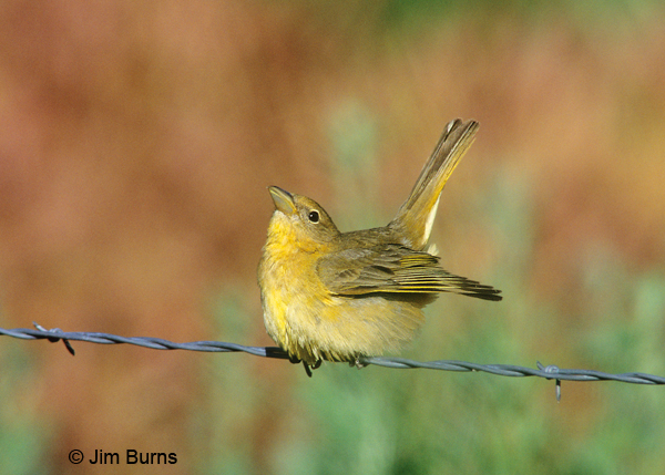 Summer Tanager female precopulatory display