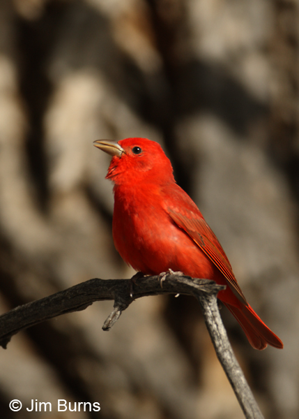 Summer Tanager male on branch