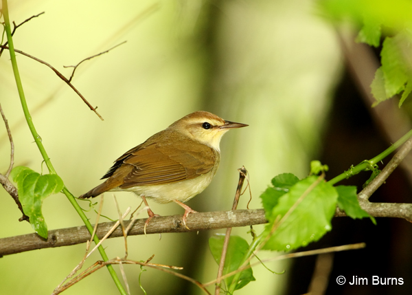 Swainson's Warbler