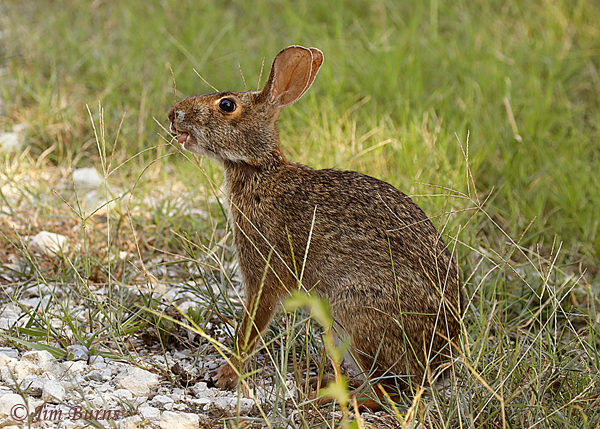 Swamp Rabbit at lunch--5225