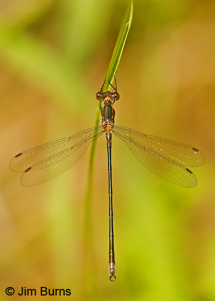 Swamp Spreadwing immature male, Lake Co., MN, July 2018--9681