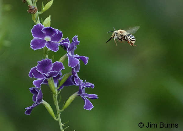 Sweet Memory with bee, Arizona