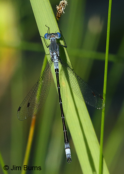 Sweetflag Spreadwing male, Ozaukee Co., WI, July 2017