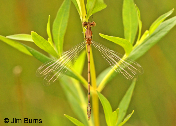 Sweetflag Spreadwing teneral female dorsal view, Washington Co., VT, July 2014