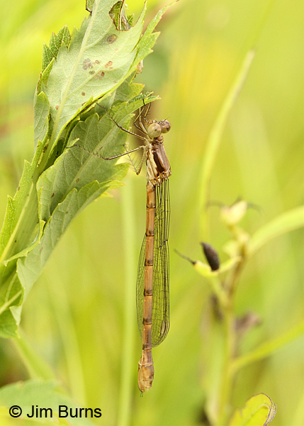 Sweetflag Spreadwing teneral female, Washington Co., VT, July 2014