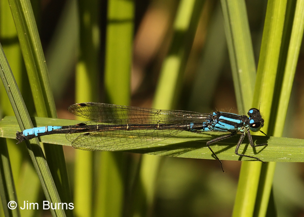 Swift Forktail male, Lane Co., OR, July 2013