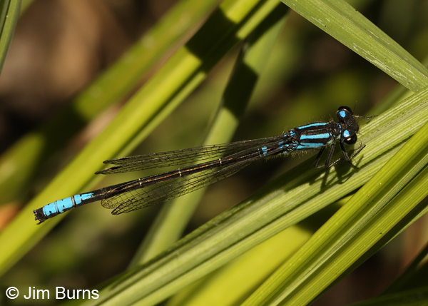 Swift Forktail male in sedge grasses, Lane Co., OR, July 2013