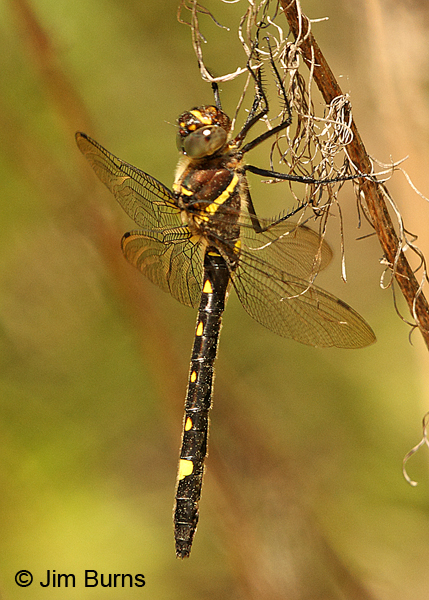 Swift River Cruiser northern female, Eau Claire Co., WI, June 2014