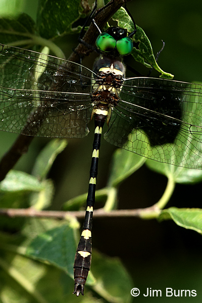 Swift River Cruiser southern male dorsal close-up, Gonzales Co., X, August 2017