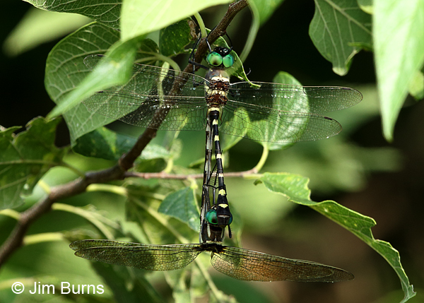 Swift River Cruiser southern pair in wheel dorsal view, Gonzales Co., TX, August 2017