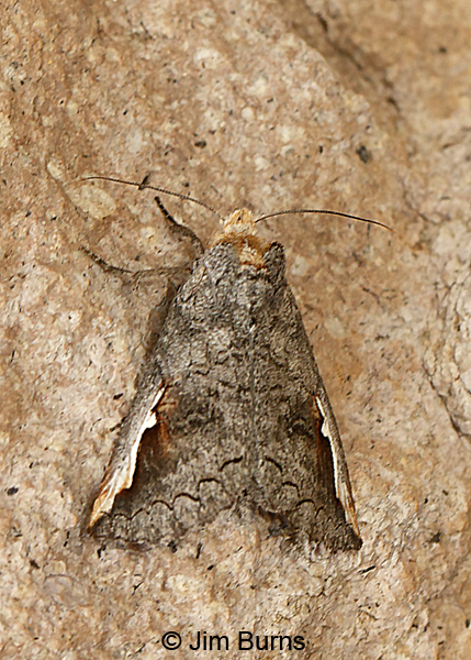 Symmerista zacualpana, Arizona--8852