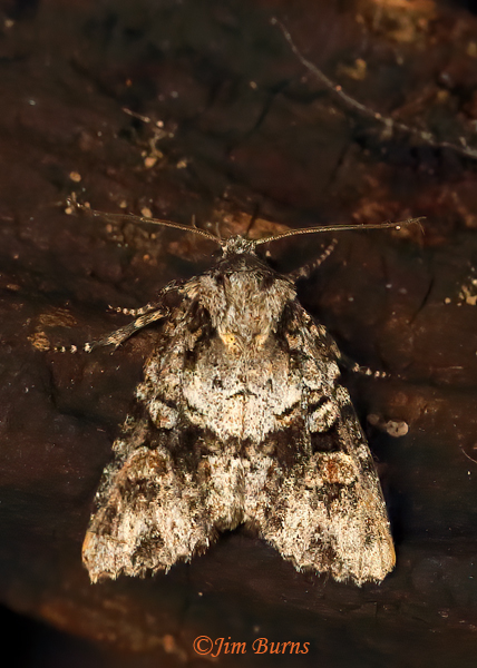 Sympistis arizonensis, Arizona--9048