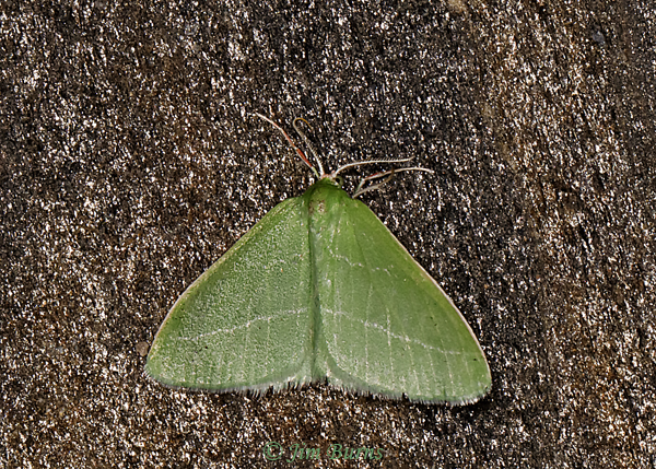 Synchlora Pectinaria, Arizona--1435