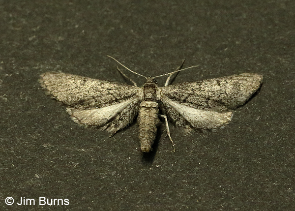 Synglochis perumbraria,  Arizona