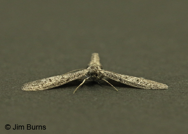 Synglochis perumbraria face shot, Arizona
