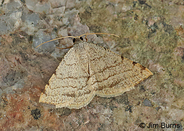Taeniogramma octolineata #2, Arizona