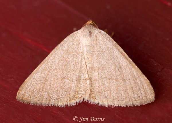 Taeniogramma tenebrosata, Arizona--5857